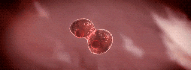 细胞科普丨出生即投资：脐带胎盘干细胞存储如何构建孩子的生物黄金账户？