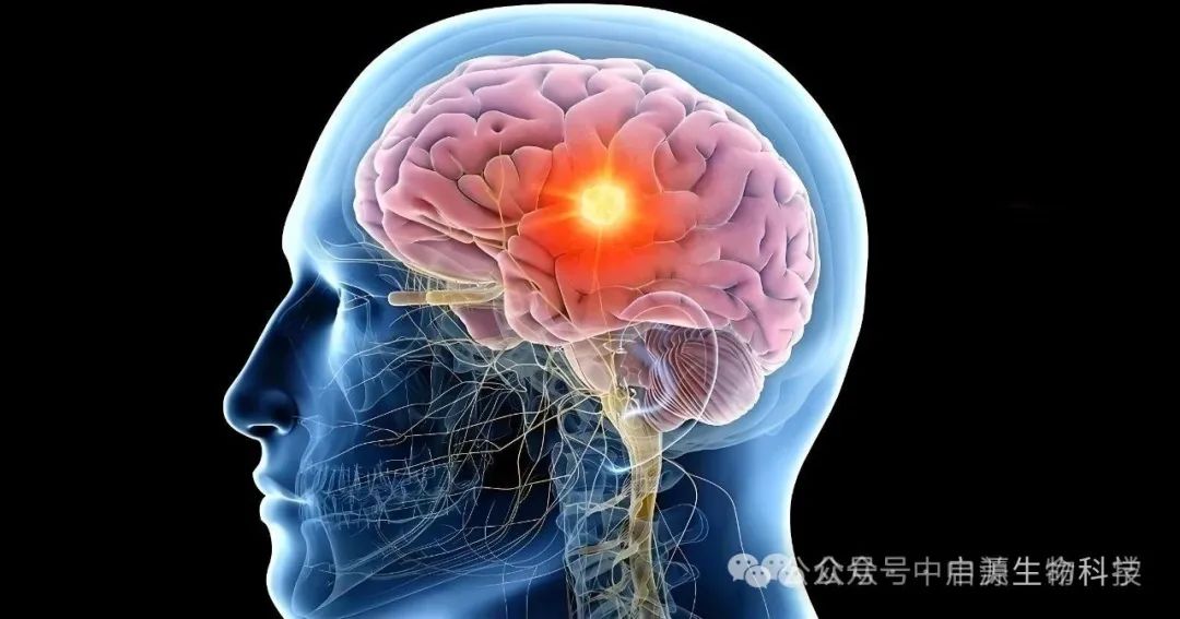 细胞科普丨Cell子刊：5年生存率仅6%的神经胶质瘤，NK细胞疗法从多个维度取得突破