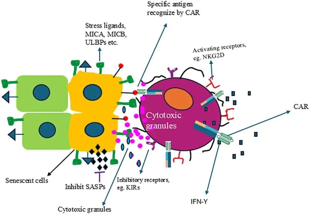 细胞科普丨如何“激活”老去的NK细胞，成为抗衰的真正转折点
