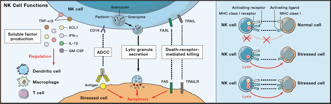 细胞科普丨从抗癌到抗衰：免疫细胞治疗正在改写现代医学版图