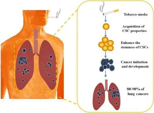 细胞科普丨每年超15万名儿童死于二手烟引起的呼吸疾病！研究显示：二手烟会导致儿童干细胞修复能力下降，DNA突变率提升