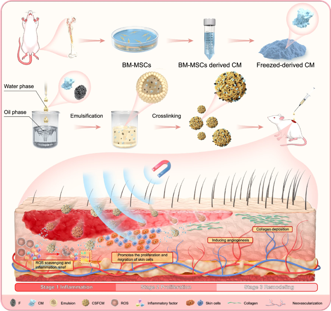 细胞科普|干细胞外泌体+磁驱技术：让深度创面愈合提速52%，胶原提升110%，炎症下降85%！