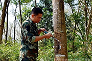 弃管、弃割、改种，1800万亩橡胶种植区安全如何保障｜一线调研