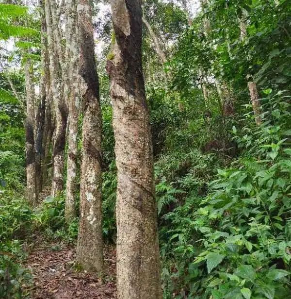 景洪市橄榄坝农场有限责任公司2024年橡胶树更新砍伐权拍卖公告