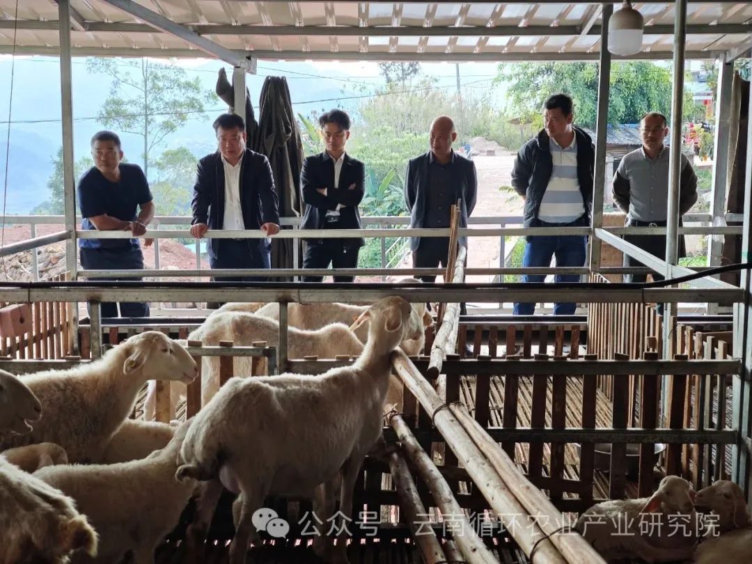 “把脉问诊”夯实根基 助推湖羊养殖产业高质量发展