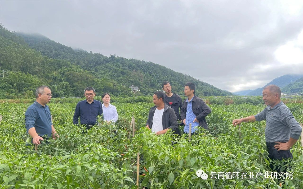邹学校院士团队一行赴普洱调研辣椒种植示范基地