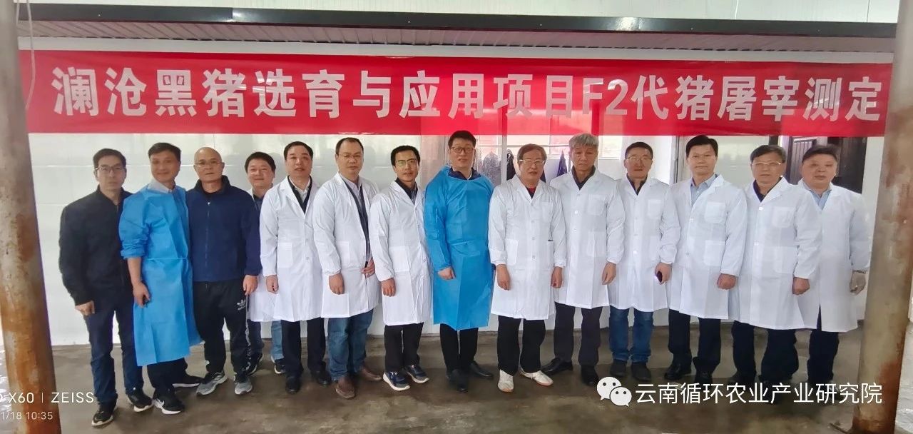 《澜沧黑猪选育与应用》项目F2代猪屠宰测定达到预期目标