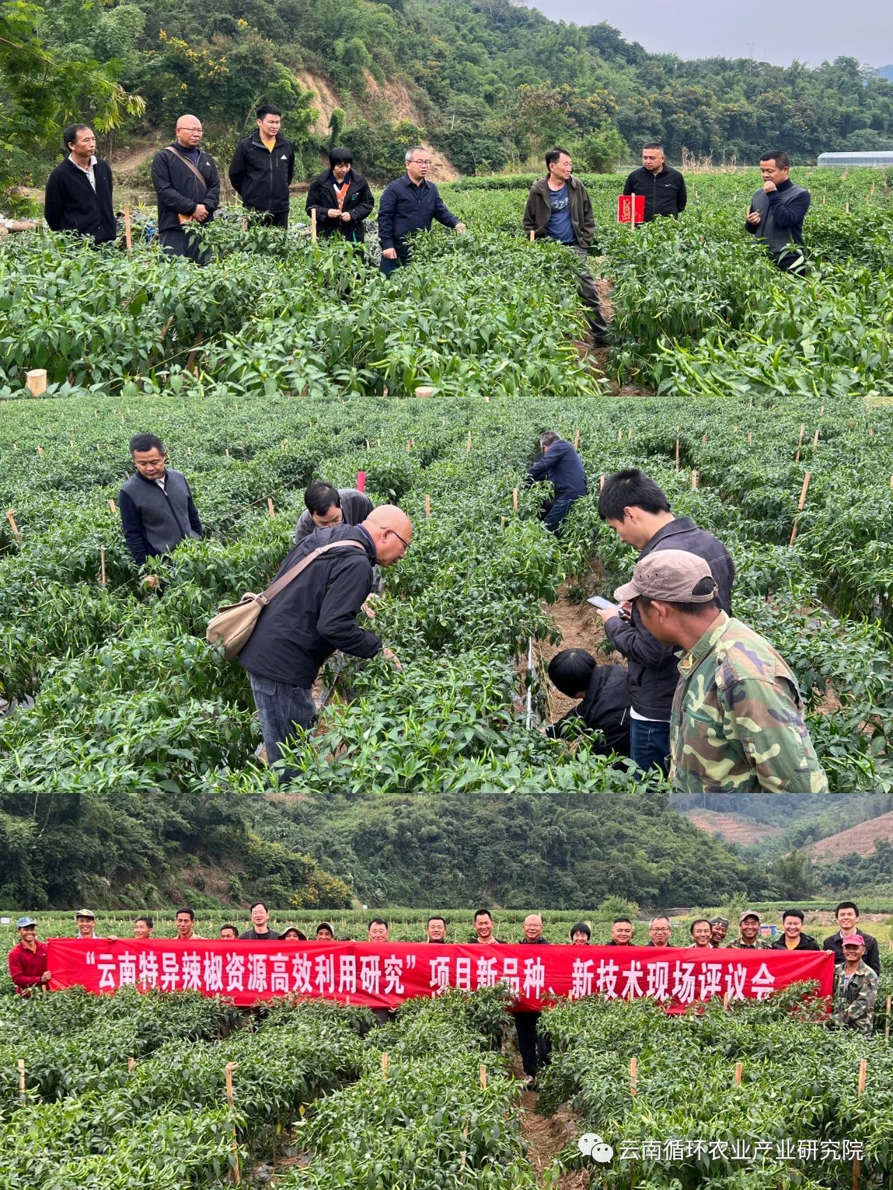 《云南特异辣椒资源高效利用研究》项目新品种、新技术现场评议会顺利召开
