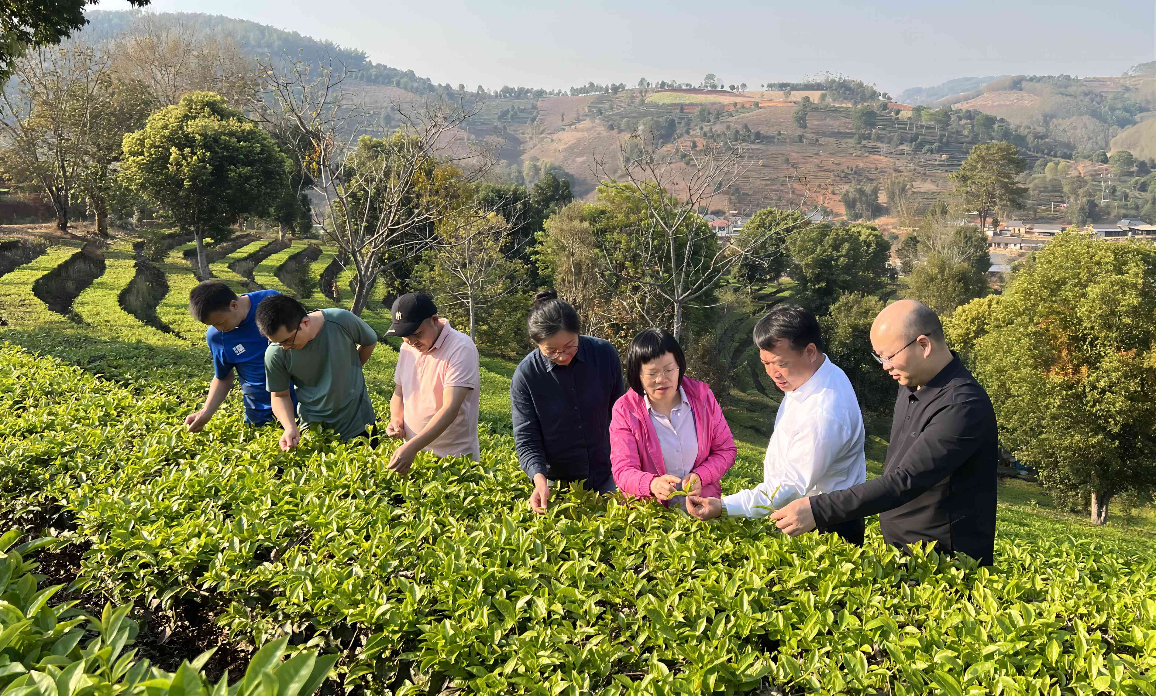 刘仲华院士团队莅临普洱调研指导