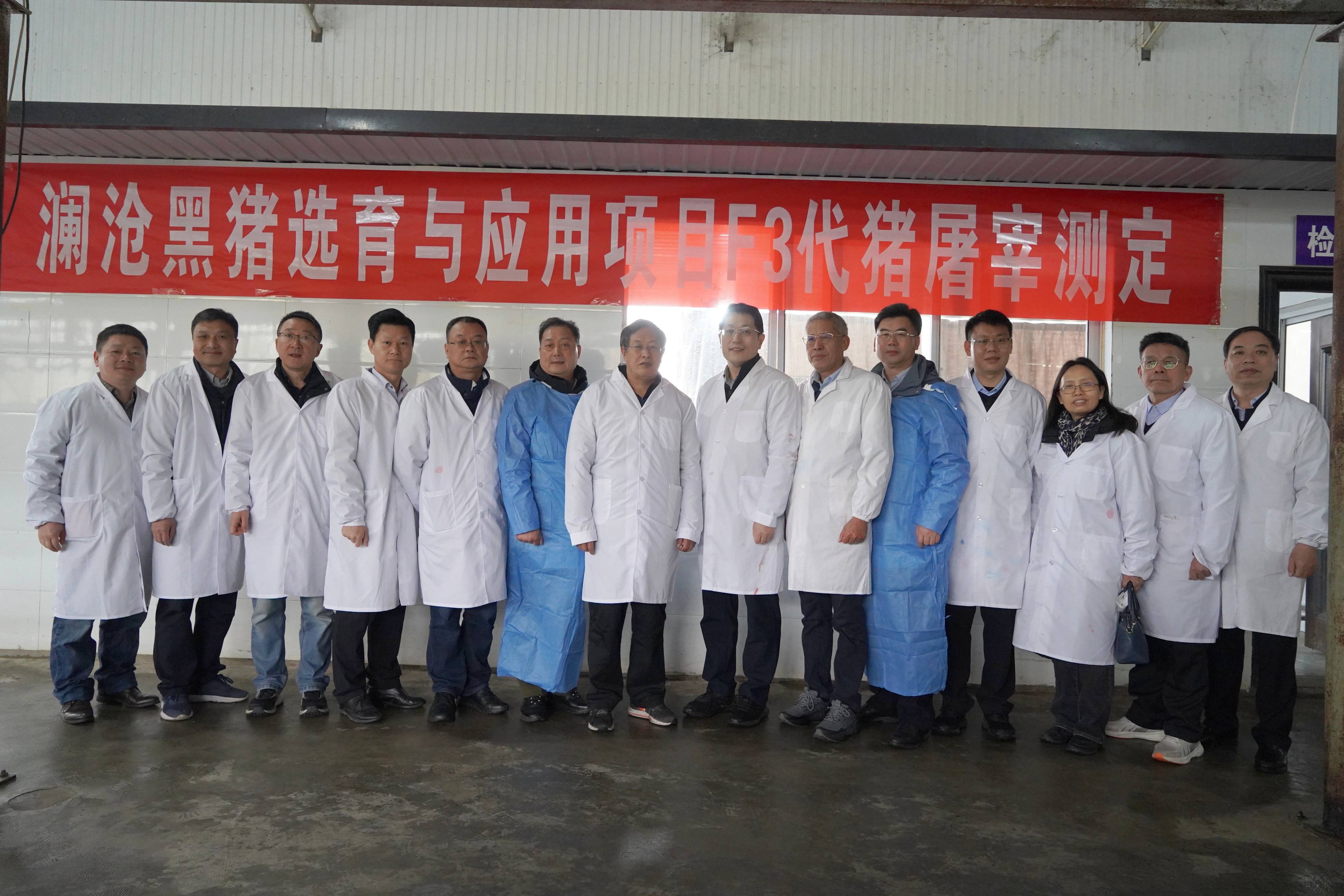 澜沧黑猪选育G2代屠宰测定达到预期目标