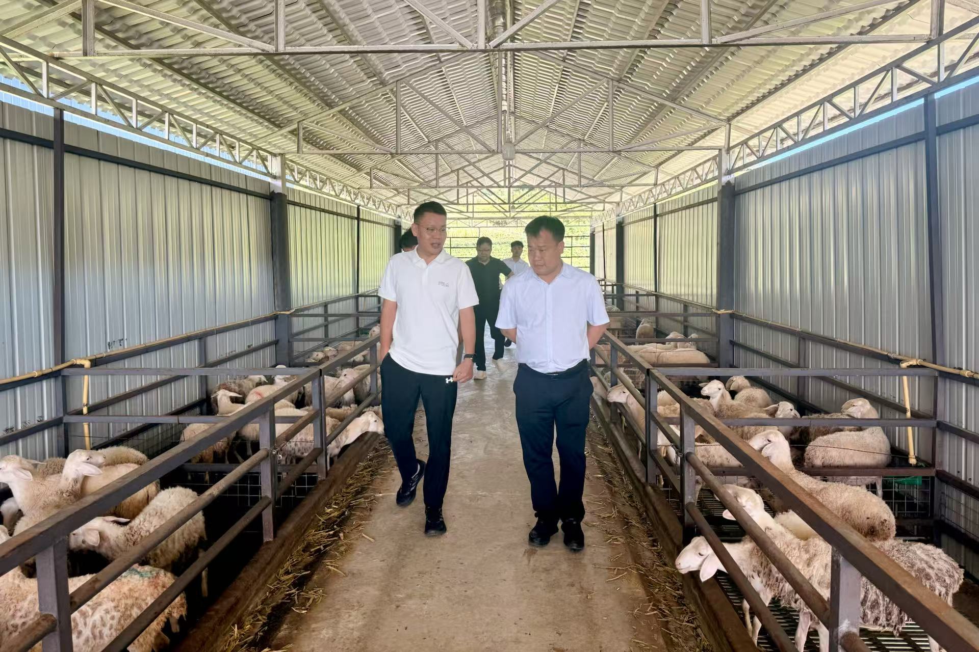 政企研三方聚力 共商澜沧湖羊和茶叶高质量发展