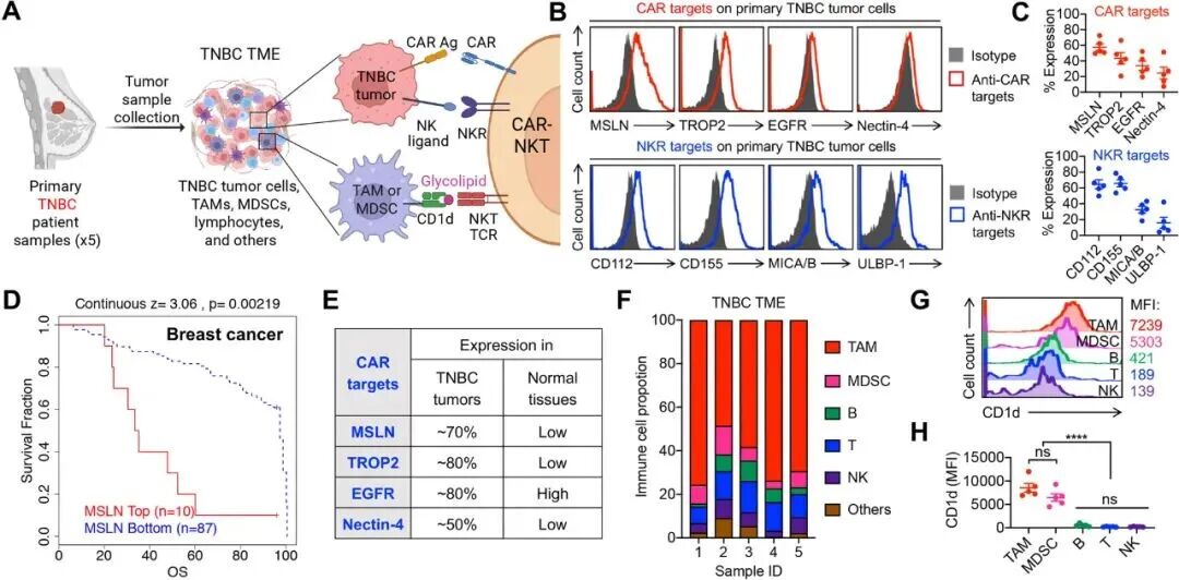 细胞科普|攻克三阴性乳腺癌的新武器：CAR-NKT免疫细胞疗法进入量产时代